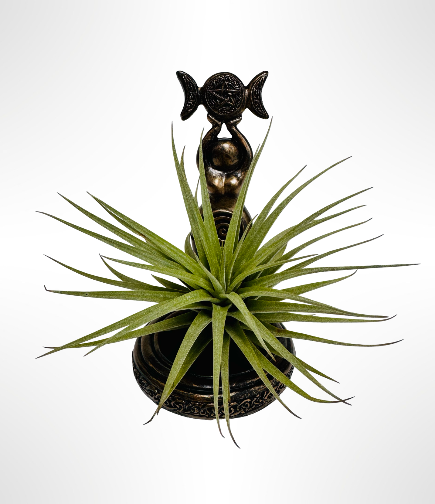 “Goddess of Nature – met een Tillandsia Vriesea Espinosa”