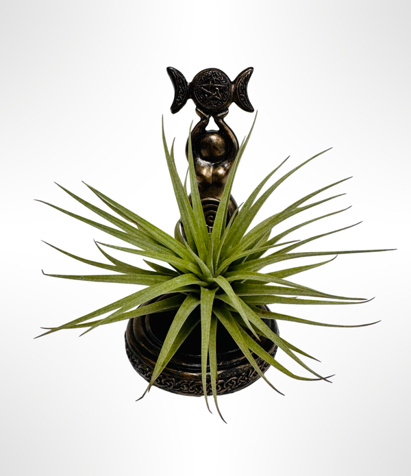“Goddess of Nature – met een Tillandsia Vriesea Espinosa”