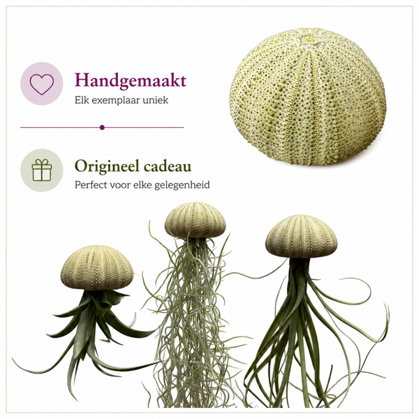 Jelly-fish luchtplantjes met prachtige groene zee-egels