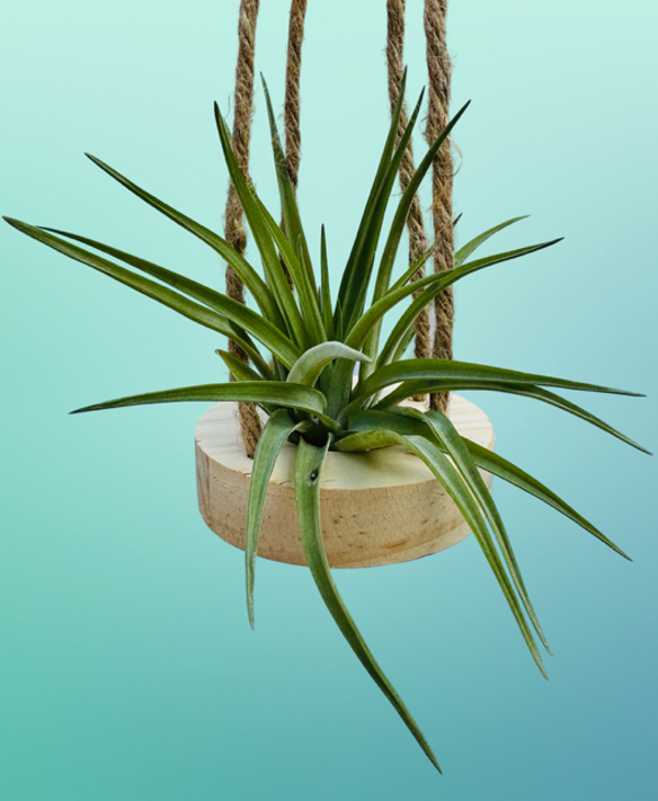 Leuk houten hangertje met een Tillandsia Brachycaulus Abdita.