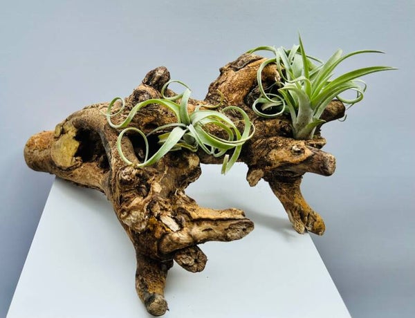 Mooie stronk Kuwa-root met luchtplantjes.