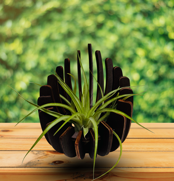 Prachtige houten standaard met een Tillandsia Brachycaulus Abdita