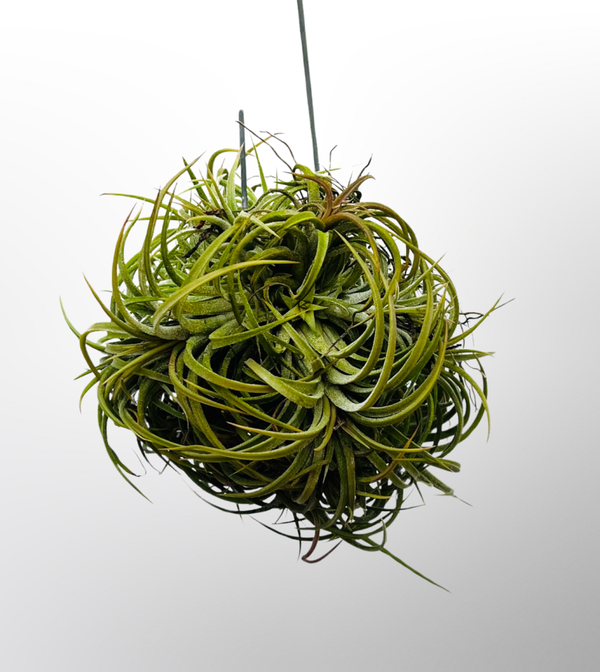Schitterende cluster Ionantha Curly Leaf