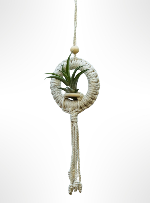 Leuke macramé-hanger met een Tillandsia Capitata Peach.