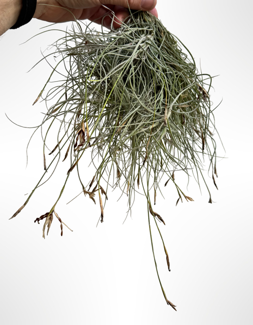 Tillandsia Mallemontii