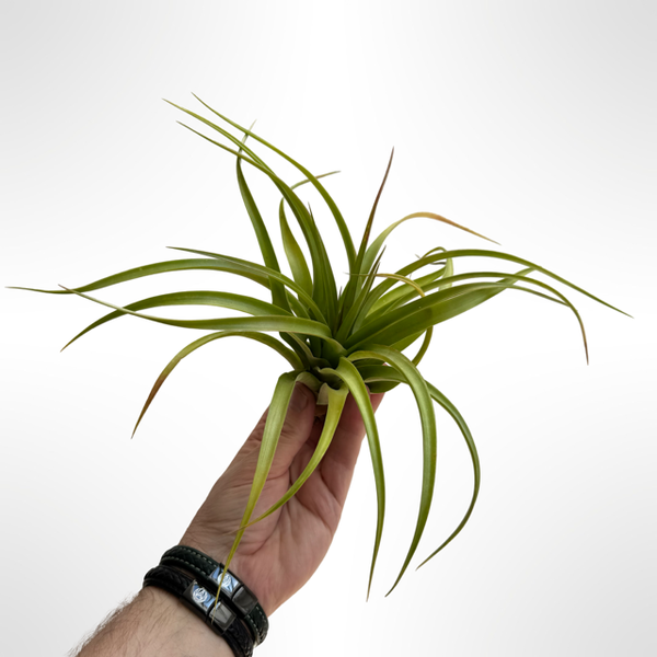Tillandsia Marvelous Masterpiece