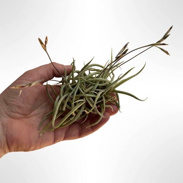 Tillandsia Myosura