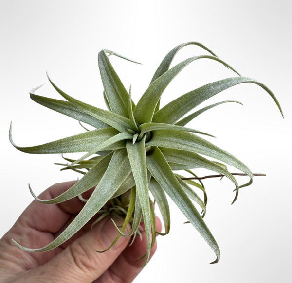 Tillandsia Nana