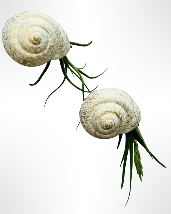 Nautilus-luchtplantjes met witte Snail Pearl schelpen