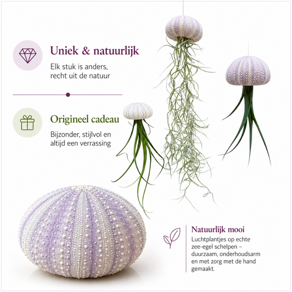 Jelly-fish luchtplantjes met prachtige lila zee-egels