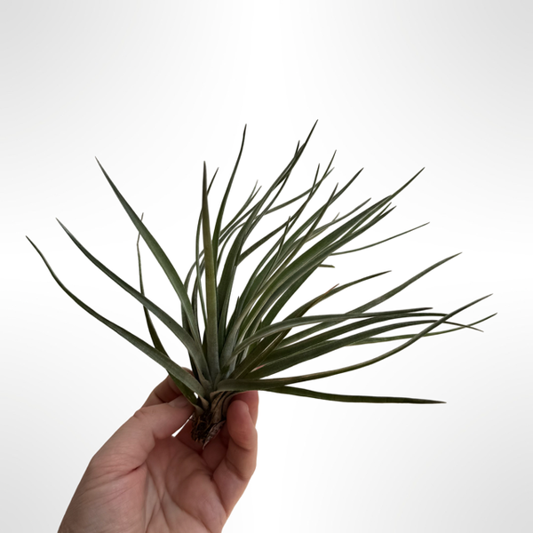 Tillandsia Plagiotropica