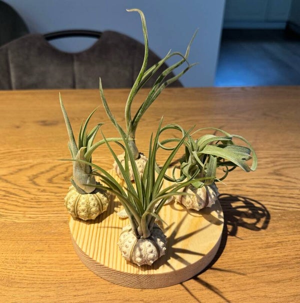 Rond tafelplankje met verschillende luchtplantjes.