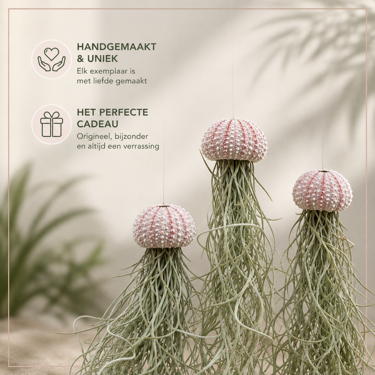 Jelly-fish luchtplantjes met roze zee-egel.