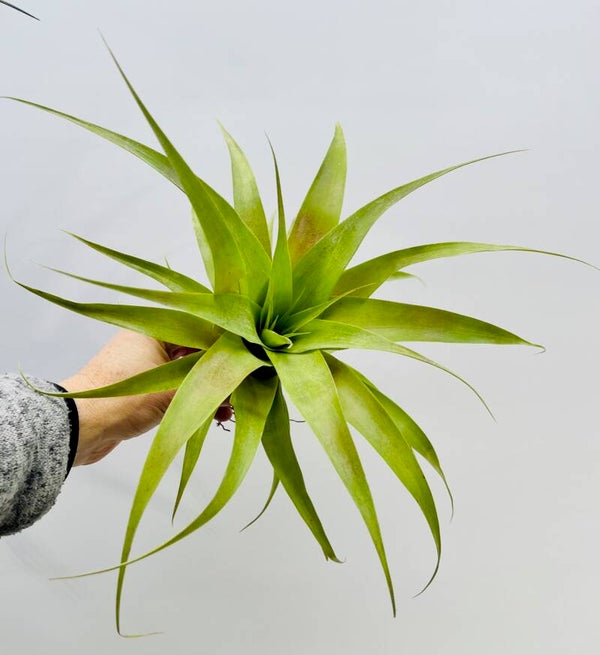 Tillandsia Samantha