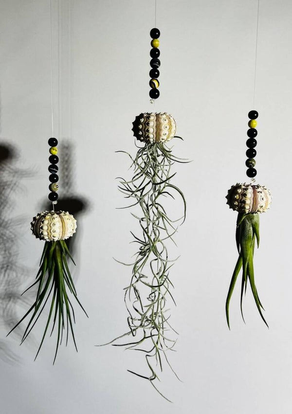 Luxe Jellyfish luchtplantjes Sputnik met bijzondere kralen !