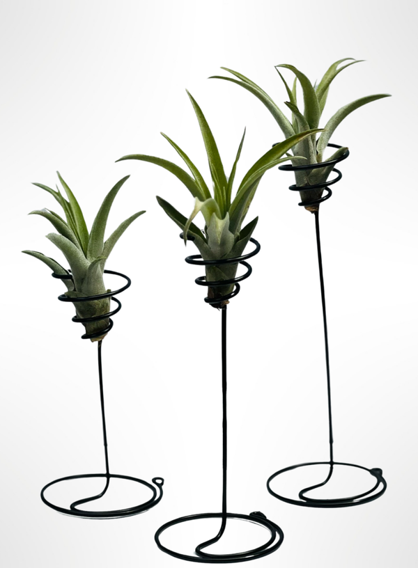 Drietal mooie staande spiralen met Tillandsia Capitata Peach