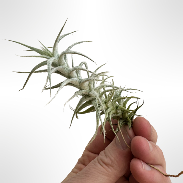 Tillandsia Stellifera