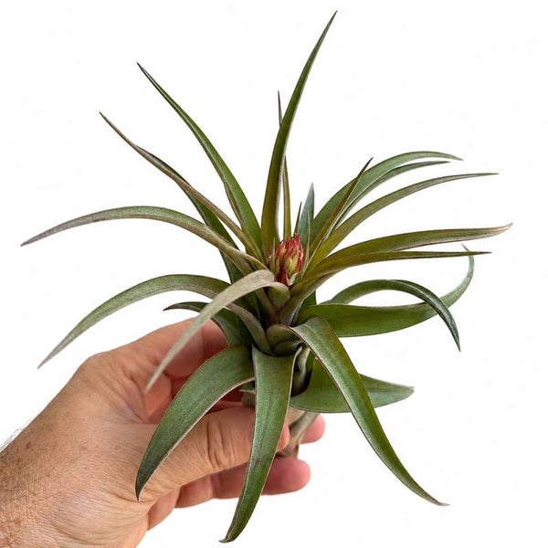 Tillandsia Erich Knobloch