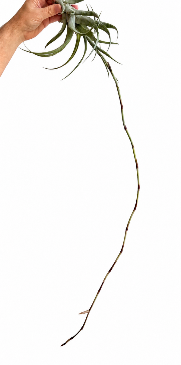 Tillandsia Flexuosa Vivipara, in bloei!