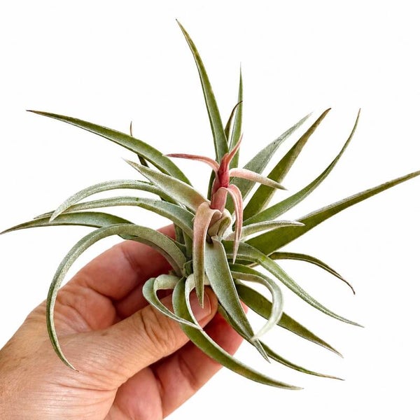 Tillandsia Harissi, unieke soort.