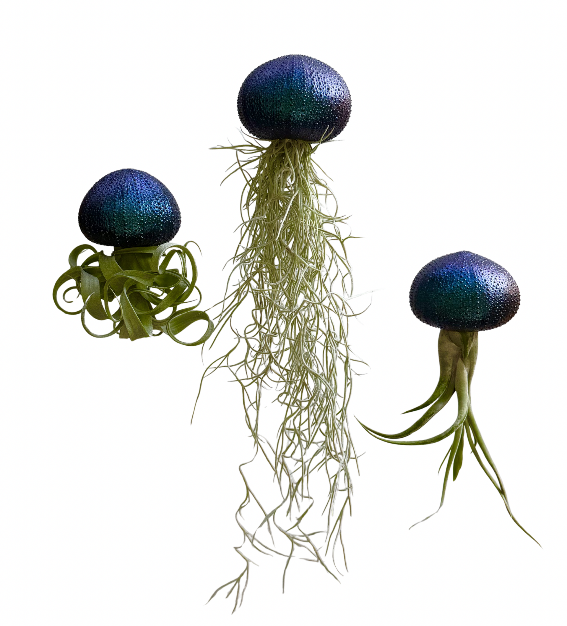 Artistieke Jellyfish luchtplantjes met iriderende  toplaag