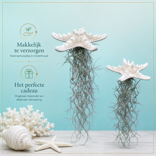 Bijzondere jelly-fish hanger met zeester !