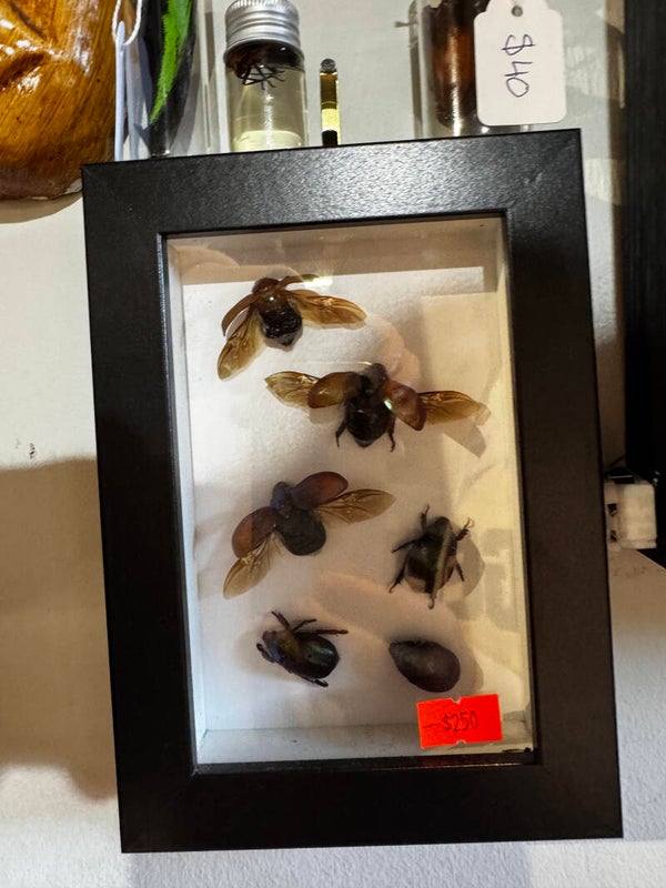 3 green prince christmas beetles and 3 golden christmas beetles in frame Important mainly because it was sent directly to you Click to teach Gmail this conversation is not important