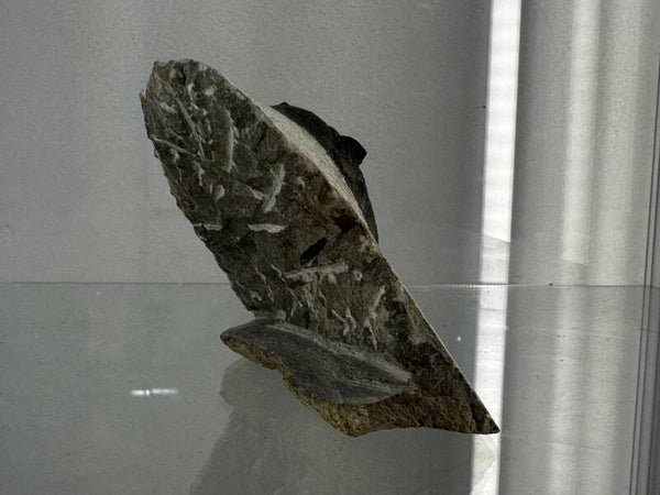 ammonite free standing