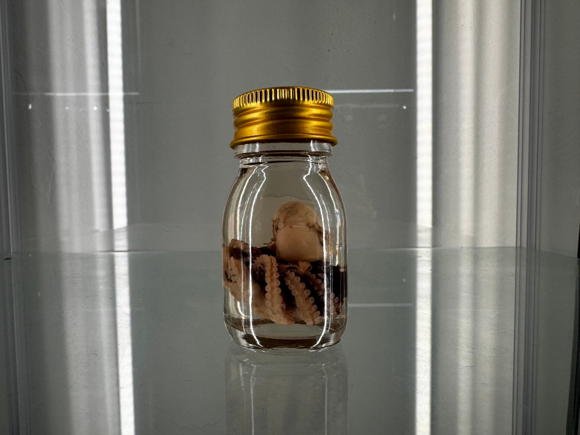 wet specimen - octo full specimen in jar
