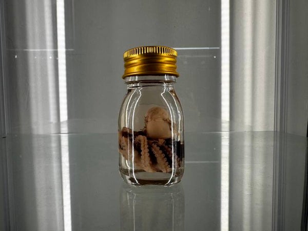 wet specimen - octo full specimen in jar