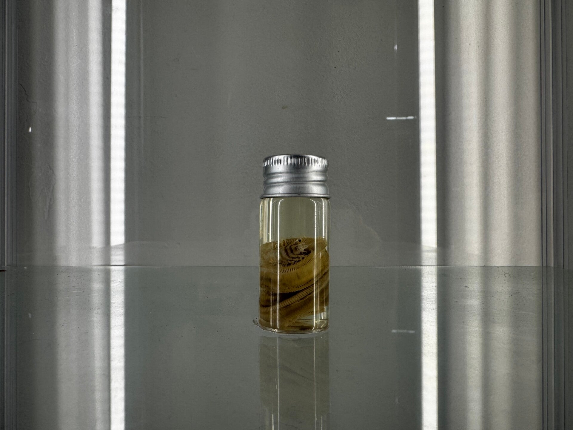 wet specimen - beach worm