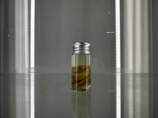 wet specimen - beach worm