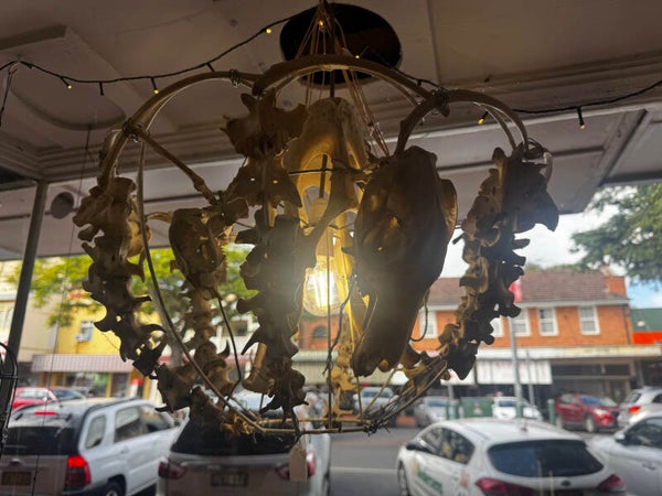 Handmade bone chandilere plugs in $800