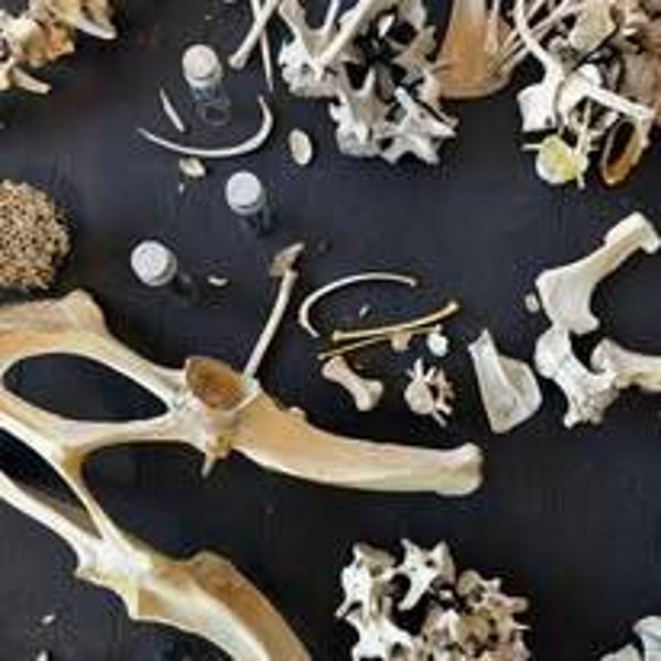 bones