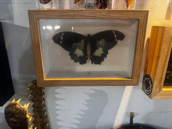 butterfly in frame