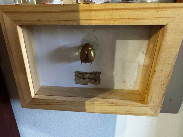 Christmas beetle in frame