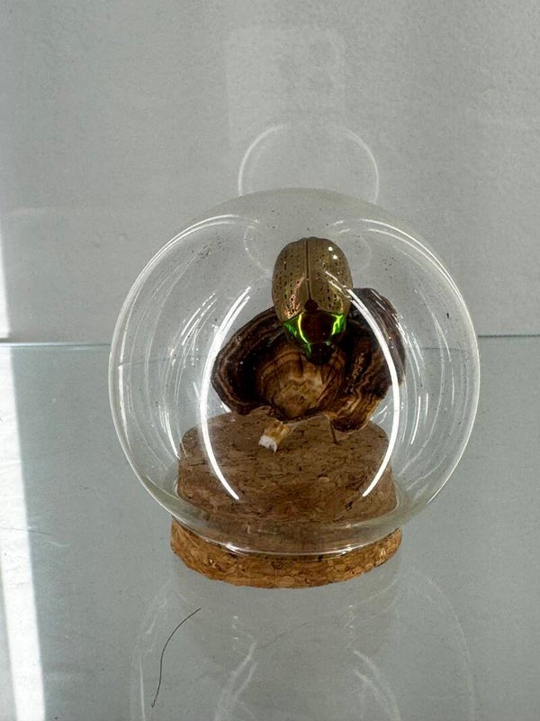 entomology - christmas beetle on mushroom in glass  spherical dome