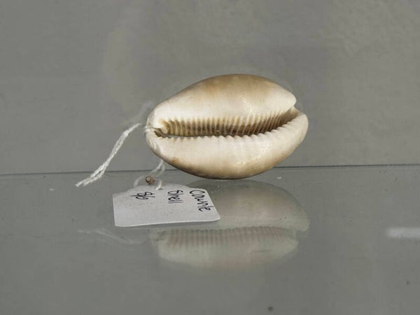 Cowrie shell