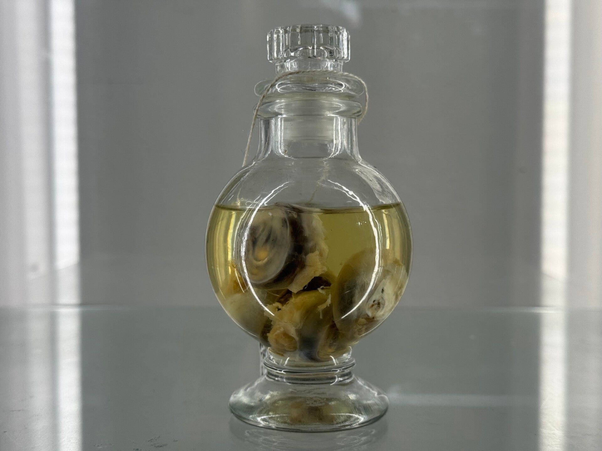 Wet Specimen Fauna - eyeballs