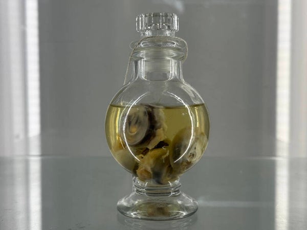 Wet Specimen Fauna - eyeballs