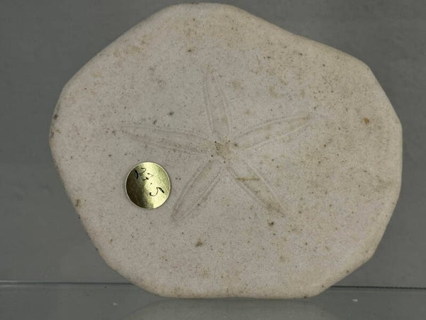 fossilised starfish