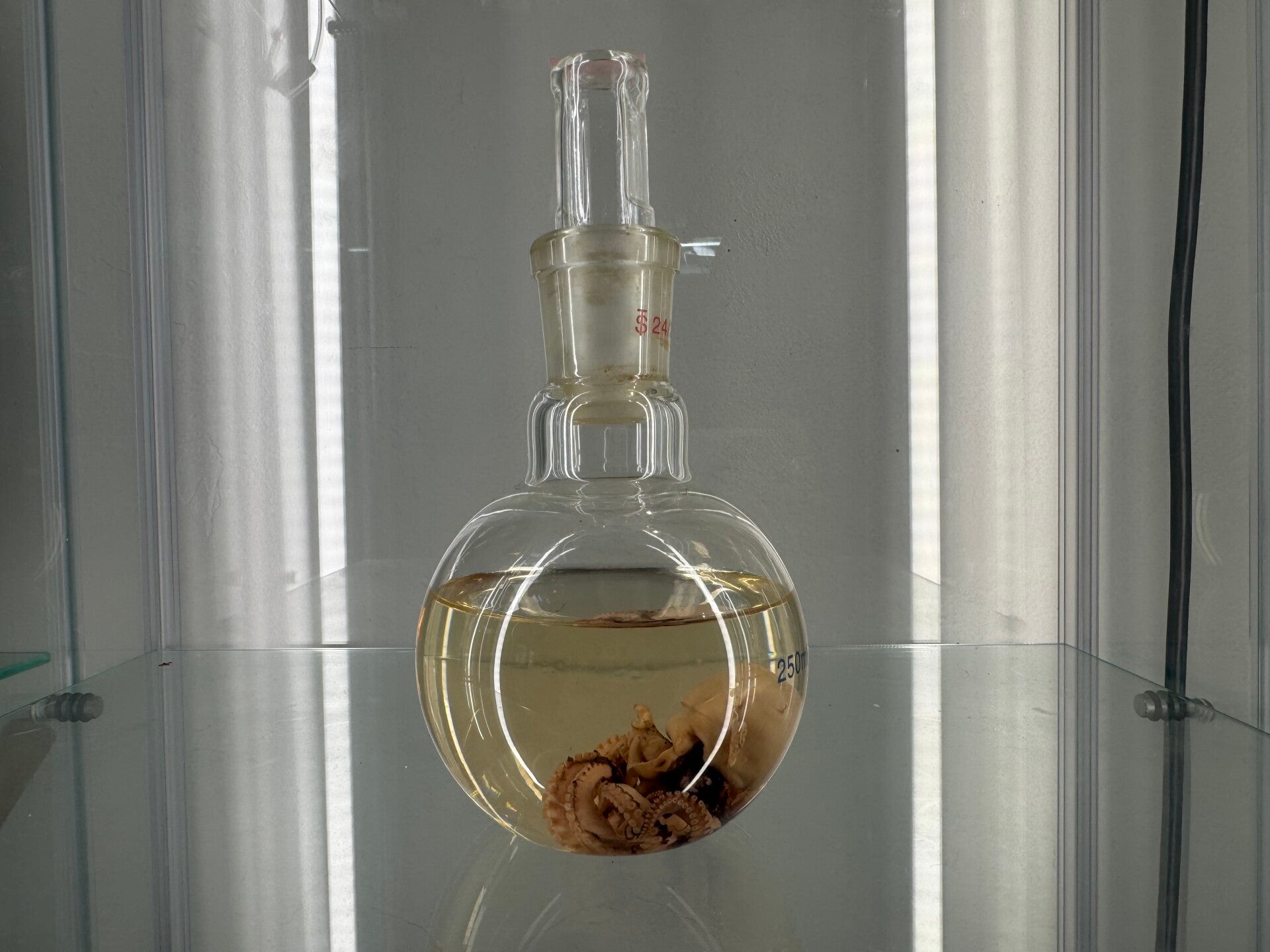 wet specimen - octo full specimen in antique scientific bottle