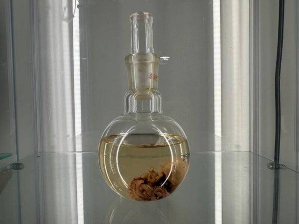 wet specimen - octo full specimen in antique scientific bottle