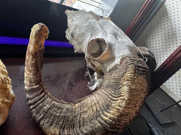 Full rams skull on wire $150
