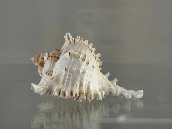fusinus shell