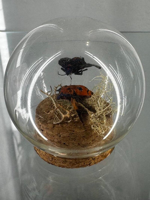 entomology - harlequin beetle and lycanthropy in glass  spherical dome