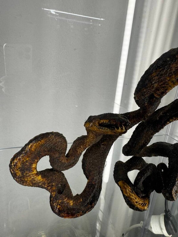 Taxidermy Carpet Python