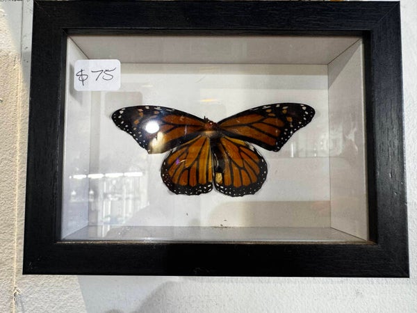 monarch butterfly in frame