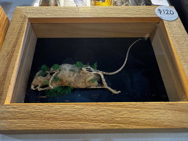 mummified rat in frame