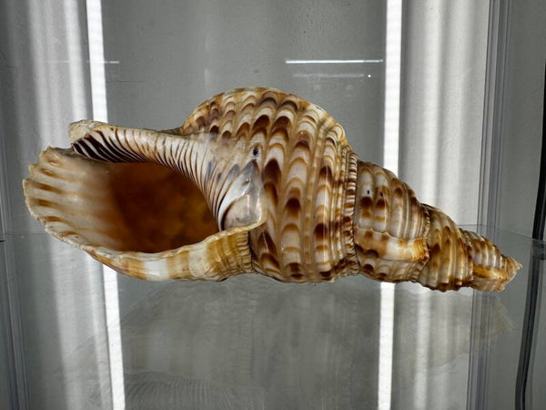 fossils and shells  - NZ conch shell